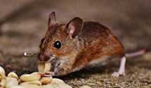 24 Hour & Emergency Exterminators in North Platte, NE